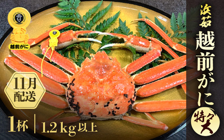 [11月発送]越前がに本場の越前町からお届け!浜茹で越前かに 特々大 サイズ(生で1.2kg以上) × 1杯 [e68-x001_11] カニ かに 越前がに 越前ズワイガニ 越前かに 越前カニ 姿