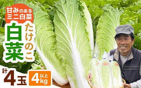 [先行予約]甘みのあるミニ白菜!「たけのこ白菜」4玉(1玉 約1kg)合計4kg以上 [2025年10月中旬より順次発送][産地直送 野菜 冷蔵 ミニ 生野菜 鍋もの野菜 サラダ スープ 炒めものベジタブル ミニサイズはくさい 調理しやすいヤサイ] [e58-a002]