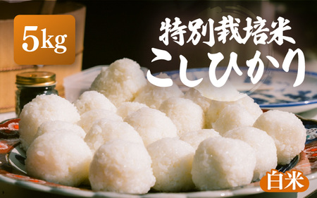 [先行予約][令和7年産・新米]特別栽培米 こしひかり 5kg[白米][10月中旬前後より順次発送予定][こめ コシヒカリ 人気品種 ブランド米 5キロ 白米 精米 玄米 おにぎり うまい 福井県ブランド 福井県産 農薬 50%減] [e26-a012_01]