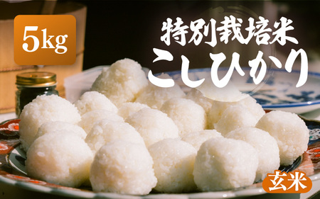 [先行予約][令和7年産・新米]特別栽培米 こしひかり 5kg[玄米][10月中旬前後より順次発送予定][こめ コシヒカリ 人気品種 ブランド米 5キロ 白米 精米 玄米 おにぎり うまい 福井県ブランド 福井県産 農薬 50%減] [e26-a012_02]