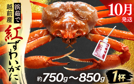 ≪浜茹で≫越前産 紅ずわいがに × 1杯(生で約750g〜850g)[10月発送分][紅ズワイガニ カニ かに 蟹][紅ずわいがに]希望日指定不可 [e80-x002_10]