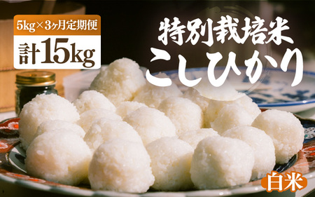 [ふるさと納税][先行予約][令和7年産・新米]定期便 ≪3ヶ月連続お届け≫ 特別栽培米 こしひかり 5kg × 3回(合計15kg)[白米][10月中旬前後より順次発送予定][こめ コシヒカリ 人気品種 ブランド米 5キロ 白米 精米 玄米 おにぎり うまい 福井県ブランド 福井県産 農薬 50%減] [e26-d001_01]