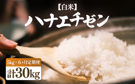 [令和7年産・新米]定期便 ≪6ヶ月連続お届け≫ ハナエチゼン 5kg × 6回(合計30kg)[白米][お米 こめ はなえちぜん 華越前 人気品種 ブランド米 5キロ 白米 精米 玄米 おにぎり うまい 福井県ブランド 福井県産] [e26-g001_01]