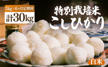[ふるさと納税][先行予約][令和7年産・新米]定期便 ≪6ヶ月連続お届け≫ 特別栽培米 こしひかり 5kg × 6回(合計30kg)[白米][10月中旬前後より順次発送予定][こめ コシヒカリ 人気品種 ブランド米 5キロ 白米 精米 玄米 おにぎり うまい 福井県ブランド 福井県産 農薬 50%減] [e26-h001_01]