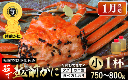 ≪茹で≫越前がに小(タグ付き)1杯(生で750〜800g)カニ酢90cc付 板前特製手仕込み 食べ方しおり付き[雄 ズワイガニ かに カニ 蟹 越前ガニ 姿 ボイル 冷蔵 福井県][1月発送分]希望日指定可 備考欄電話番号をご記入ください [e29-x001_01]