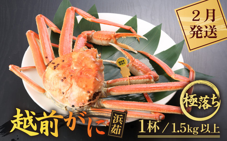 ≪浜茹で≫越前がに 極落ち(生で1.5kg以上) × 1杯[雄 ズワイガニ 越前ガニ 姿 ボイル 冷蔵 かに カニ 蟹 福井県][2月発送分]希望日指定可 備考欄にメールアドレスをご記入ください [e43-x014_02]