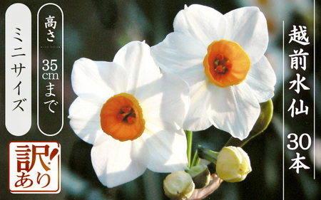 [訳あり]お花 越前水仙「ミニサイズ」 × 30本(生花・切花)[丈35cmまで] [花 水仙 福井県産] [e39-a020]