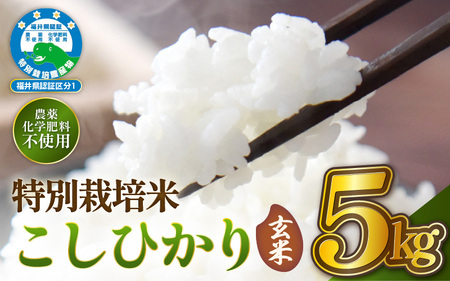 【令和7年産 】 特別栽培米コシヒカリ5kg 農薬化学肥料不使用(玄米） [e81-b001_02]