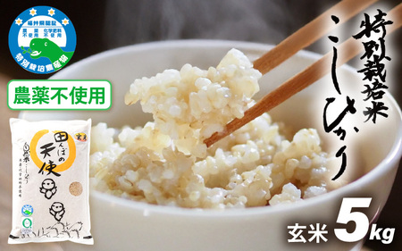 [令和7年産]農薬不使用 特別栽培米コシヒカリ5kg[玄米]福井県認証区分1取得「田んぼの天使」越前町[ 農薬化学肥料不使用 ] [e10-b007]