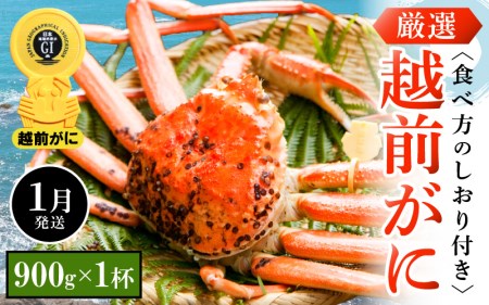 越前がに本場の越前町からお届け！越前がに浜茹で 中サイズ（生で900g以上）×1杯【1月発送】 [e14-x006_01] 越前町 雄 ズワイガニ ボイル 冷蔵 越前がに 越前ガニ 越前かに 越前カニ