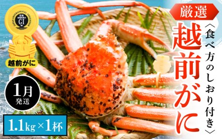 越前がに本場の越前町からお届け！越前がに浜茹で 特大サイズ（生で1.1kg以上）×1杯【1月発送】 [e14-x008_01] 越前町 雄 ズワイガニ ボイル 冷蔵 越前がに 越前ガニ 越前かに 越前カニ