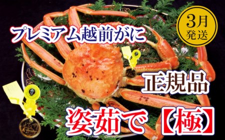 越前がに本場の越前町からお届け! 完全なる越前がに「極」 × 1杯 桐箱入り!にの頂点[3月発送分][かに カニ 蟹][福井県 越前町 雄 ズワイガニ 生 ボイル 冷蔵 ガニ か カニ ずわいがに ずわい蟹 か ][浜茹でお届け]希望日指定可 備考欄希望日をご記入ください [e37-x013_03b]