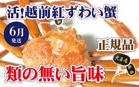 活!越前 紅ずわいがに × 1杯 旨味満点!![6月発送分][紅ズワイガニ 紅ずわい蟹 かに カニ 蟹 姿 生 ボイル 冷蔵 福井県][浜茹でお届け]希望日指定不可 [e37-x002_06b]