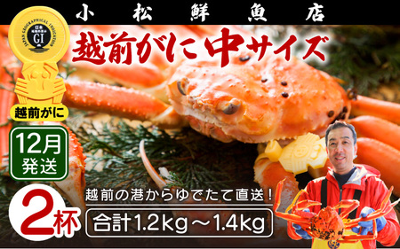 越前がに本場の越前町からお届け!越前がに浜茹で中サイズ(生で600〜700g)×2杯[12月発送分][越前町 雄 ズワイガニ ボイル 冷蔵 越前がに 越前ガニ 越前がに 越前ガニ] [e23-x009_12]