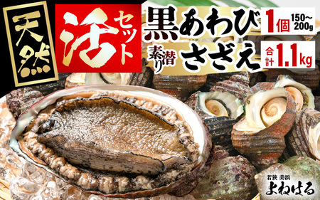 若狭湾の素潜り 天然 活黒アワビ 中サイズ 1個 ＆ 活サザエ 1.1kg【入手困難刺身 お造り バター焼き BBQ あわび さざえ アワビ サザエ 鮑 クロアワビ 黒あわび 】[m17-b006]