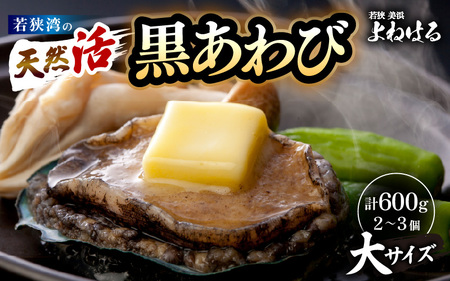 入手困難 日本海若狭湾の 天然 活黒アワビ 計600g (2～3個) 大サイズ 鮮度抜群 刺身 お造り バター焼き BBQ あわび アワビ 鮑 クロアワビ 黒あわび[m17-g003]