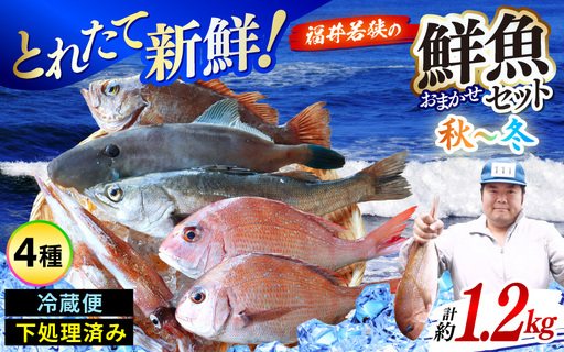 [先行予約][期間限定]福井 若狭の 鮮魚セット 秋〜冬 計約1.2kg[2026年10月下旬以降順次発送][鮮魚 海鮮] [m21-b011]