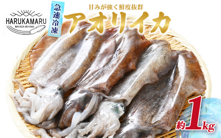 イカ お刺身で食べる 天然 アオリイカ 約1kg 活きたイカをご提供している漁師が活〆!急速冷凍 鮮度格別!若狭湾 福井 地物 海鮮 個別包装 真空パック 刺身 丼 いか丼 焼き 焼きいか 姿 煮付け フライ 炒め物 [m36-b008]