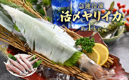 イカ お刺身で食べる 天然 ヤリイカ 約1kg 活きたイカをご提供している漁師が活〆！急速冷凍 鮮度格別！若狭湾 福井 地物 海鮮 個別包装 真空パック 刺身 イカ丼 いか丼 焼きイカ 焼きいか 姿焼き 煮付け フライ 炒め物[m36-b016]
