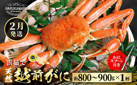 [先行予約]≪浜茹で≫ 地物!天然!越前がに 生の状態で約800g〜900g × 1杯[2025年2月上旬以降順次発送予定]かにスプーン付き はるか丸厳選!獲れたて!茹でたてをお届けします![冷蔵 本場の味 ボイル 越前ガニ 蟹 ずわいがに ズワイガニ 福井 日本海][m36-x003_02]