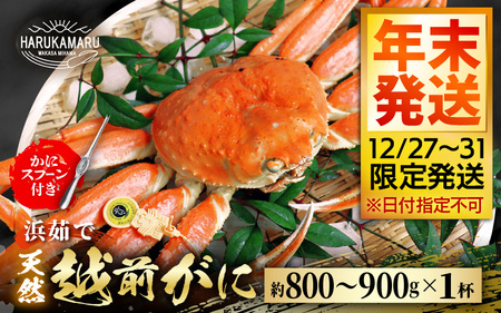 [先行予約]≪浜茹で≫ 地物!天然!越前がに 生の状態で約厳選!獲れ800g〜900g × 1杯[年末発送12/27〜12/31限定発送!]かにスプーン付き はるか丸たて!茹でたてをお届けします![冷蔵 本場の味 ボイル 越前ガニ 蟹 ずわいがに ズワイガニ 福井 日本海][m36-x003_99]