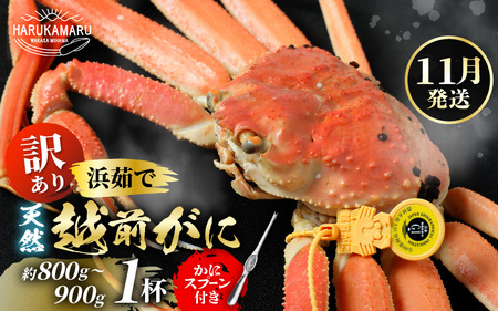 [先行予約][訳あり]≪浜茹で≫ 天然 越前がに 約800g〜900g × 1杯[2025年11月中旬以降順次発送予定]かにスプーン付き はるか丸厳選!獲れたて!茹でたてをお届けします![足折れ][冷蔵 本場の味 ボイル 越前ガニ 蟹 ずわいがに ズワイガニ 福井 日本海][m36-x004_11]