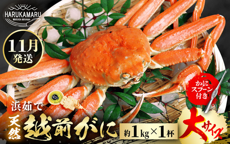 [先行予約]≪浜茹で≫ 地物!天然!越前がに 大サイズ(約1kg) × 1杯[2025年11月中旬以降順次発送予定]かにスプーン付き はるか丸厳選!獲れたて!茹でたてをお届けします![冷蔵 本場の味 ボイル 越前ガニ 蟹 ずわいがに ズワイガニ 福井 日本海] [m36-x005_11]