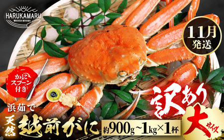 [先行予約][訳あり]≪浜茹で≫ 天然 越前がに 大サイズ × 1杯[2025年11月中旬以降順次発送予定]かにスプーン付き はるか丸厳選!獲れたて!茹でたてをお届けします![足折れ][冷蔵 本場の味 ボイル 越前ガニ 蟹 ずわいがに ズワイガニ 福井 日本海][m36-x006_11]