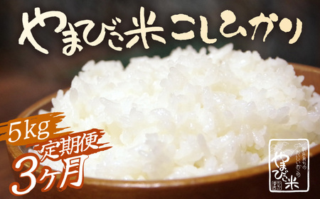 定期便 ≪3ヶ月連続お届け≫ 米 令和6年産 コシヒカリ 新庄やまびこ米(白米)5kg × 3回 計15kg [m23-c002]