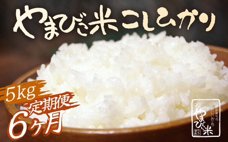 定期便 ≪6ヶ月連続お届け≫ 米 令和6年産 コシヒカリ 新庄やまびこ米（白米）5kg × 6回 計30kg [m23-f001]