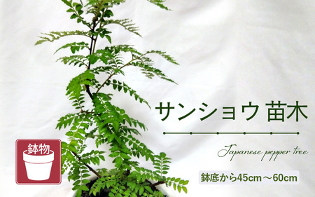 [先行予約]サンショウ苗木(鉢物)[さんしょう サンショウ 山椒 お花 花 はな フラワー 花 苗 植物 家庭菜園 花壇 プランター ガーデニング観葉植物 園芸 鉢物 ][2025年4月上旬以降順次発送予定][2025年4月上旬以降順次発送予定] [m47-a006]