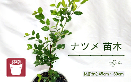 [先行予約]ナツメ苗木(鉢物)45cm〜60cm[2026年5月上旬以降順次発送予定][なつめ 棗 ナツメ お花 花 はな フラワー 花 苗 植物 家庭菜園 花壇 プランター ガーデニング観葉植物 園芸 鉢物 ] [m47-a015]