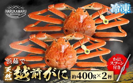 [先行予約]はるか丸厳選!≪浜茹で≫ 越前がに 約400g × 2杯[冷凍](カニスプーン付き) [2025年11月下旬以降順次発送予定][急速冷凍 ボイル 越前ガニ 蟹 茹で ずわいがに ズワイガニ 地物 天然 本場の味][m36-f002]