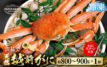 [先行予約]≪浜茹で≫ 地物!天然!越前がに 生の状態で約800g〜900g × 1杯[冷凍]かにスプーン付き[2025年11月下旬以降順次発送予定] はるか丸厳選![冷凍 本場の味 ボイル 越前ガニ 蟹 茹で ずわいがに ズワイガニ 福井 日本海][m36-h004]