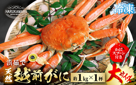 [先行予約]≪浜茹で≫ 地物!天然!越前がに 大サイズ(約1kg) × 1杯[冷凍]かにスプーン付き[2025年11月下旬以降順次発送予定] はるか丸厳選![冷凍 本場の味 ボイル 越前ガニ 蟹 茹で ずわいがに ズワイガニ 福井 日本海][m36-l003]