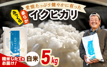【先行予約】令和7年産 愛情たっぷり健やかに育った ふっくら 柔らか イクヒカリ（白米）5kg【2025年9月下旬以降順次発送予定】  [m29-a014]