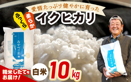 【先行予約】令和7年産 愛情たっぷり健やかに育った ふっくら 柔らか イクヒカリ（白米）10kg【2025年9月下旬以降順次発送予定】  [m29-a015]