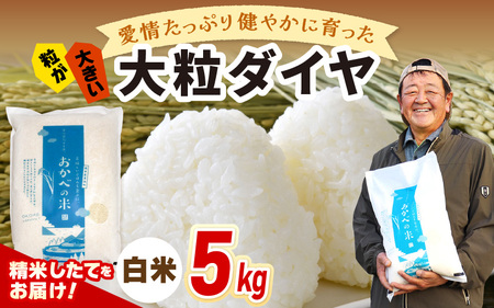 令和6年産 愛情たっぷり健やかに育った 大粒ダイヤ（白米）5kg [m29-a009]