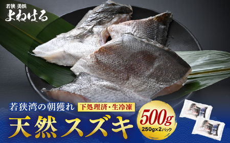 若狭湾の朝獲れ 天然 スズキ 約500g (約250g×2パック) 下処理済!生冷凍!だから人気![ 魚介類 切り身 白身 ][m17-a072]