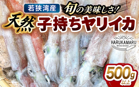 旬の美味しさ 天然 子持ちヤリイカ 500g 以上【 やりいかイカ いか いかめし いかそうめん いか焼き 姿焼き 卵 げそ 刺身 冷凍 煮付け 海鮮 鮮魚 おつまみ 】 [m36-a024]