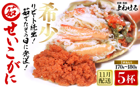 ys\zVR  × 5t (1t170g) 䥂ł̓ɔI y2025N11{ȍ~\z[m17-x009_11]