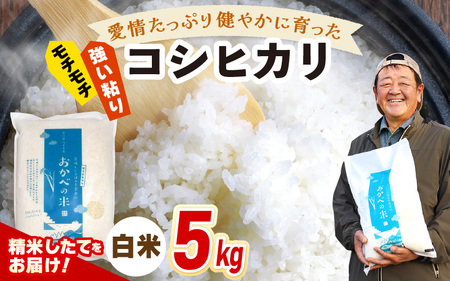 先行予約]令和7年産 愛情たっぷり健やかに育った もちもち 甘い コシヒカリ(白米)5kg[2025年9月下旬以降順次発送予定] [m29-a018]