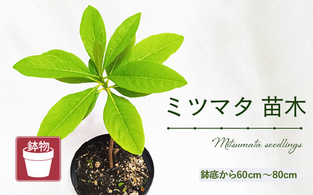 [先行予約]ミツマタ苗木 (鉢物) 鉢底から60cm〜80cm [2025年10月上旬以降順次発送予定][2025年10月上旬以降順次発送予定][ みつまた お花 花 はな フラワー 苗 植物 家庭菜園 花壇 プランター ガーデニング観葉植物 園芸 鉢物 ] [m47-a018]