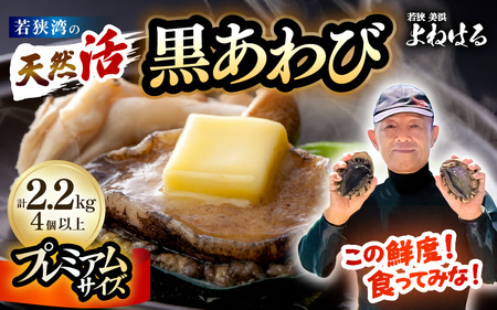[先行予約][数量限定]入手困難 日本海若狭湾の 天然 活黒アワビ プレミアムサイズ 計2.2kg(4個以上)鮮度抜群![2026年4月より順次発送予定] 刺身 お造り バター焼き BBQ あわび アワビ 鮑 クロアワビ 黒あわび[m17-p003_04]