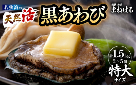 [先行予約]入手困難 日本海若狭湾の 天然 活黒アワビ 計1.5kg (2〜5個) 特大サイズ 鮮度抜群![2025年11月中旬より順次発送予定] 刺身 お造り バター焼き BBQ あわび アワビ 鮑 クロアワビ 黒あわび [m17-o004_99]