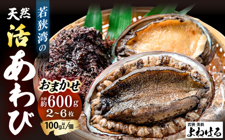 [先行予約]≪おまかせ≫ 日本海若狭湾の 天然 活アワビ 計600g [2025年11月中旬より順次発送予定] 鮮度抜群 刺身 お造り バター焼き BBQ あわび 鮑[m17-d006_99]
