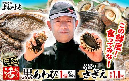 [先行予約]若狭湾の素潜り 天然 活黒アワビ 中サイズ 1個 & 活サザエ 1.1kg [2025年11月中旬より順次発送予定][入手困難刺身 お造り バター焼き BBQ あわび さざえ アワビ サザエ 鮑 クロアワビ 黒あわび ][m17-b006_99]