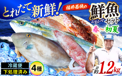 [期間限定]福井 若狭の 鮮魚セット 春〜初夏 計約1.2kg[鮮魚 海鮮] [m21-b010]