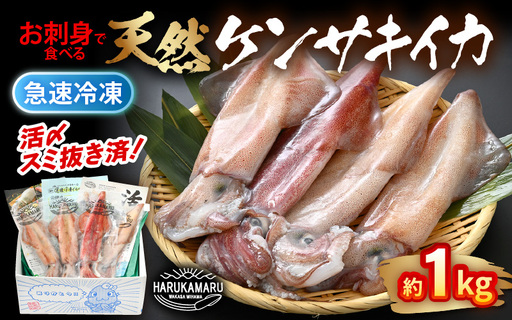 お刺身で食べる 天然 ケンサキイカ 約1kg 活きたイカをご提供している漁師が活〆![m36-b004]