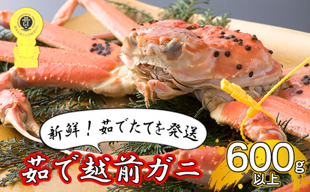 [年明け出荷]茹で越前ガニ[期間限定]食通もうなる本場の味をぜひ、ご堪能ください。約600g以上×1杯 越前がに 越前かに 越前カニ ずわいがに ズワイガニ 蟹 かに カニ ボイルガニ